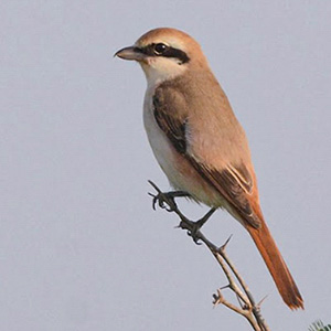 Red-tailed Shrike